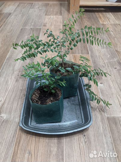 Клюква Стивенс