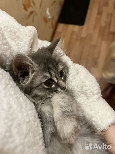 Кошка
