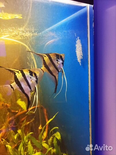 Аквариумные рыбки