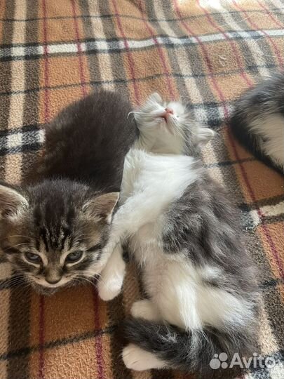 Котята в добрые руки