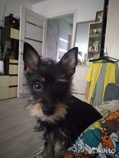 Маленькая собака