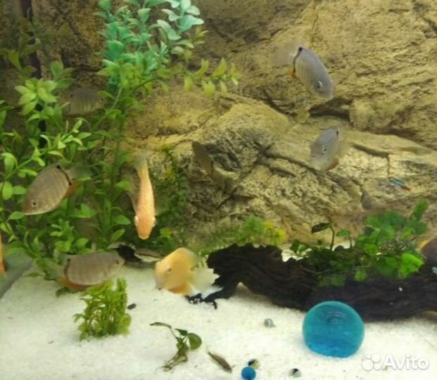 Грунт для аквариума белый