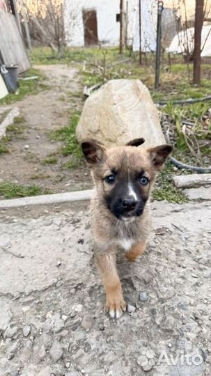 Продам щенка