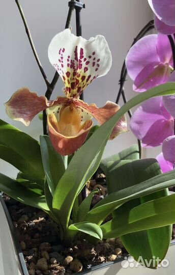 Орхидея