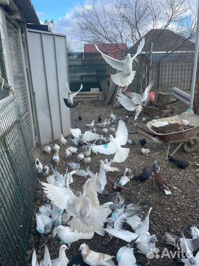 Продажа голубей