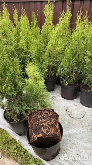Туя западная Смарагд