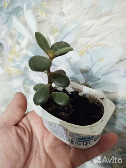 Денежное дерево