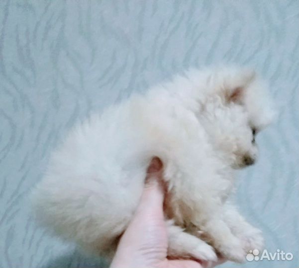 Щенки шпица мини и супер мини