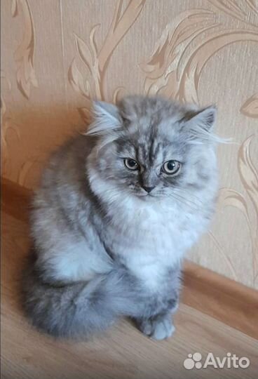 Котенок - девочка