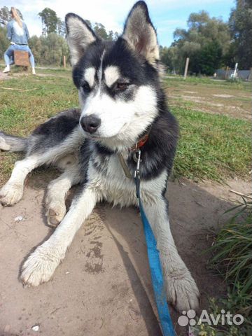 Найдена собака сибирский хаски на Лебяжьем