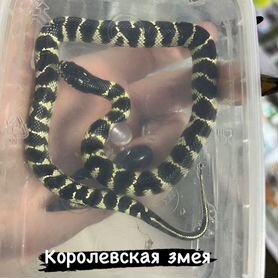 Королевская змея