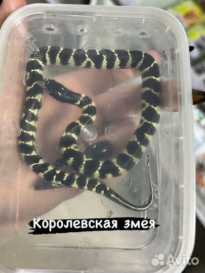 Королевская змея