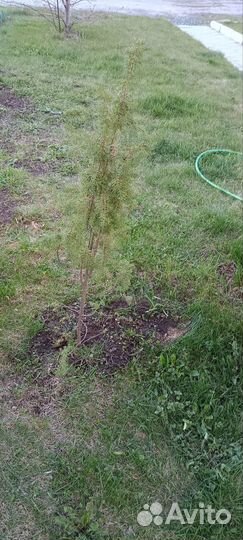 Можжевельник обыкновенный