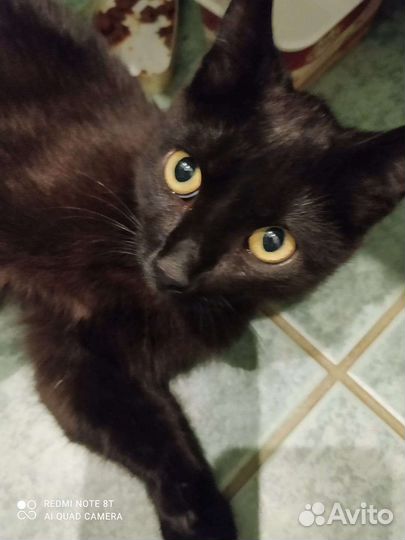 Черный котенок в добрые руки