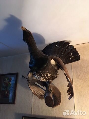 Чучело глухаря