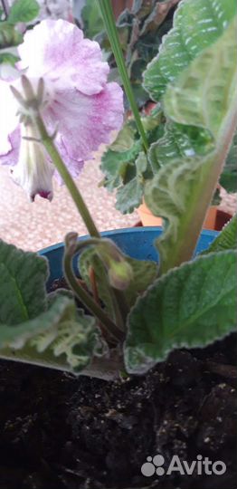 Стрептокарпус