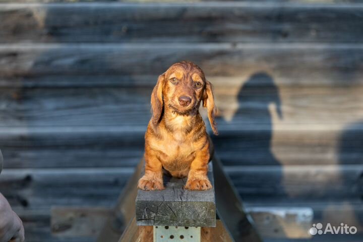 Щенок таксы миниатюрной жесткошерстной, кобель
