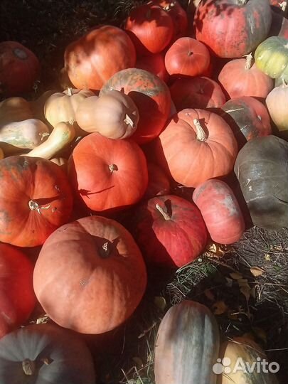 Тыква 20 р