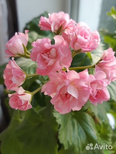 Пеларгония