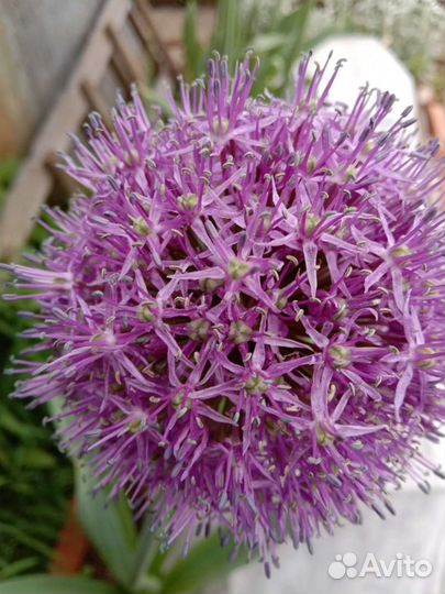 Многолетние садовые цветы