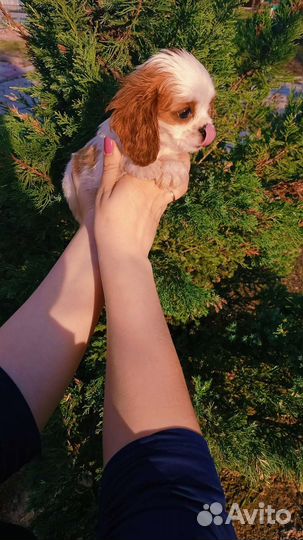 Девочка кавалерушка