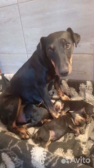 Кутята ягд терьер кобельки