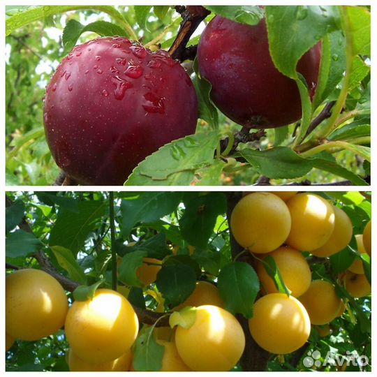 Слива / Конфетная + Желтая крупноплодная