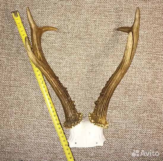 Рога косули