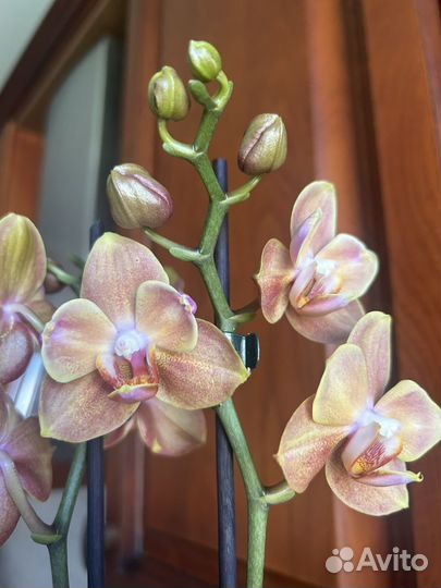 Орхидея фаленопсис Брион бабочка