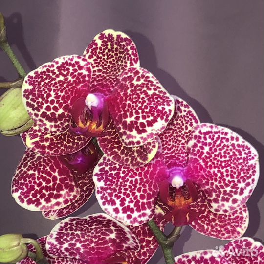 Роскошная Орхидея фаленопсис Red Sesame Ред Сезам