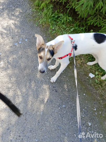 Лайка смесь