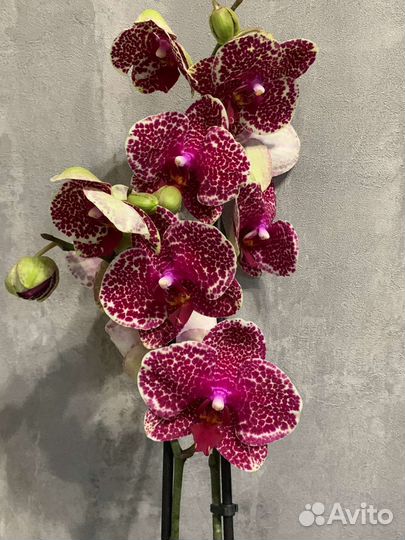 Phal.Red sezam цветущие