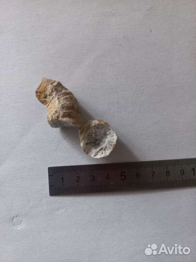 Окаменелость