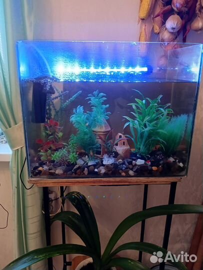 Аквариум с рыбками