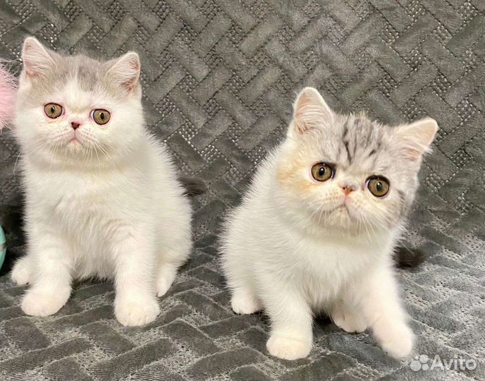 Экзотическая