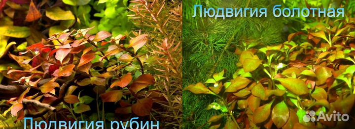 Аквариумные растения, креветки