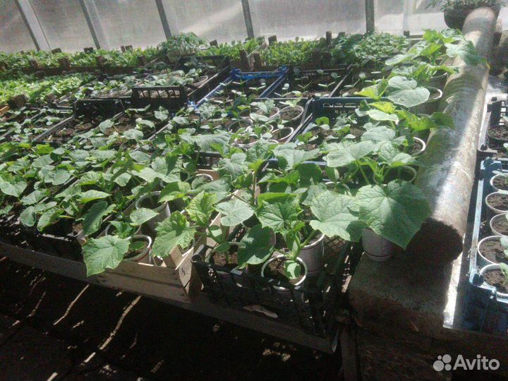 Рассада томатов, перца, огурцов, капусты