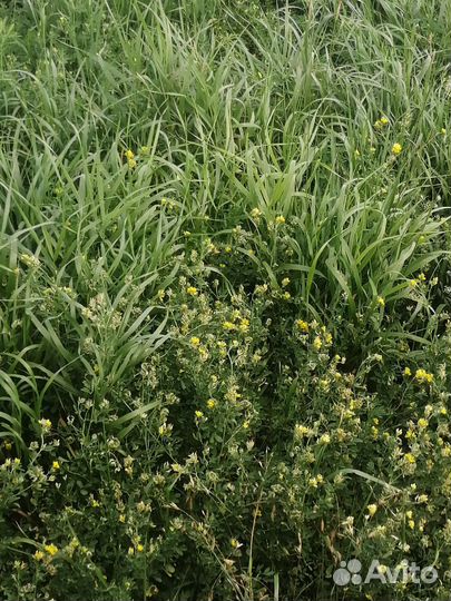 Сено, солома в тюках