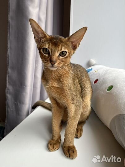 Абиссинский котенок