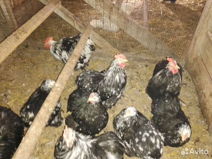 Карликовые кохинхины, селезни индоутки