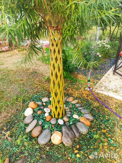 Плетеное дерево, пальма из ивы