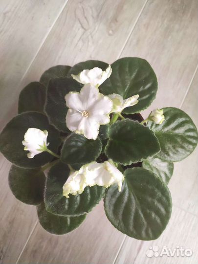 Сортовые фиалки