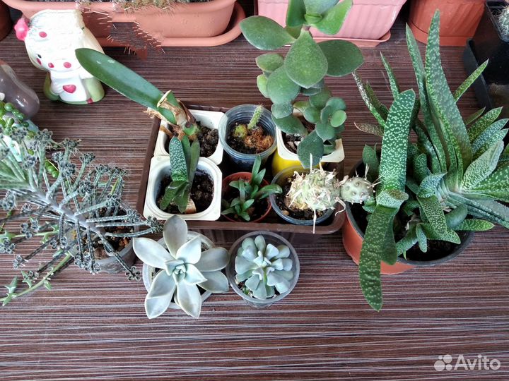 Разные суккуленты и диффенбахия