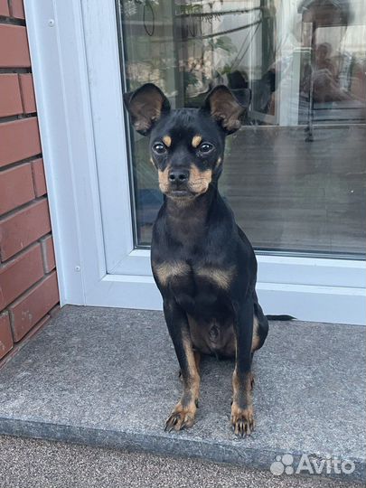 Русский той