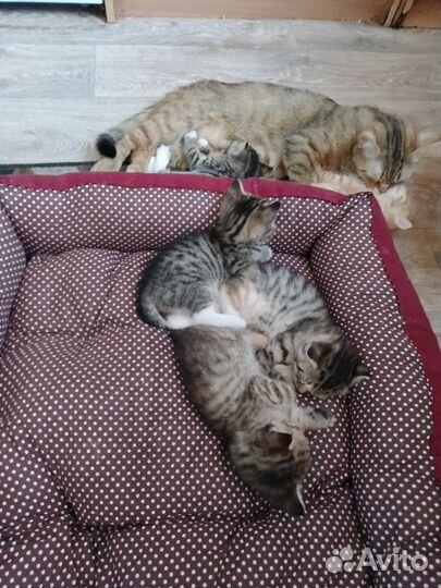 Продам Шотландских котят