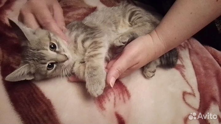 Котята в добрые руки (девочка)
