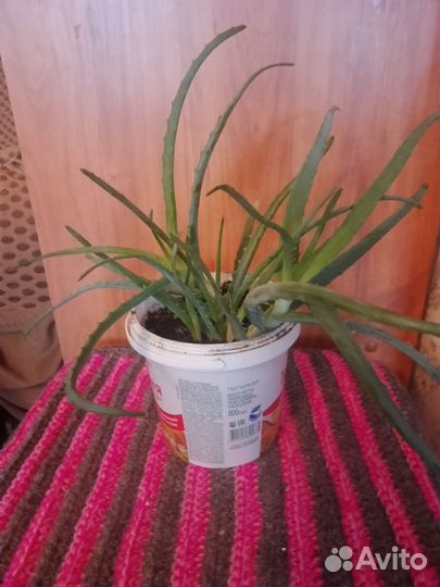 Алоэ столетник