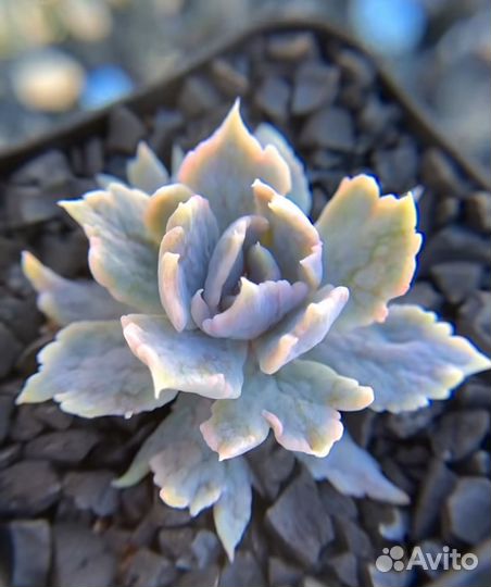 Яркие Суккуленты, Корея. Часть 2