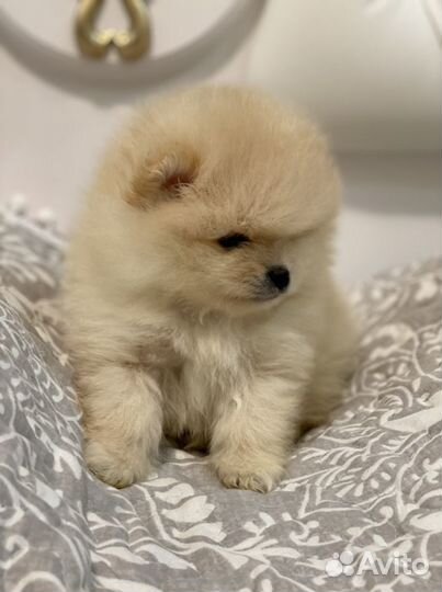 Шпиц. Щенки Шпица