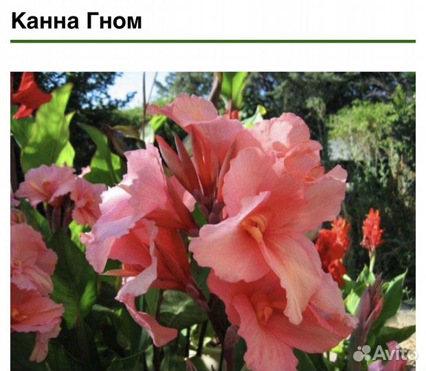 Цветы канны